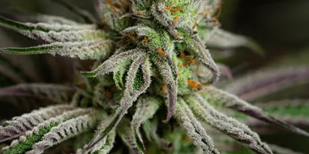 Cannabis flowering buds close-up.