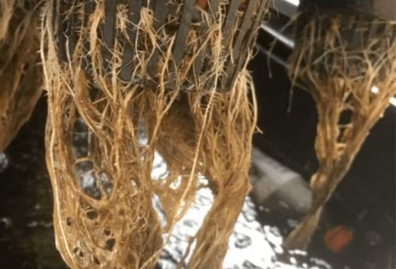 Cannabis roots showing root rot symptoms.