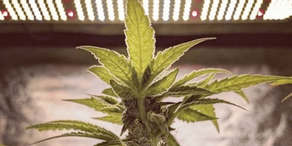 Cannabis training methods topping example showing main stem cut to promote branching.