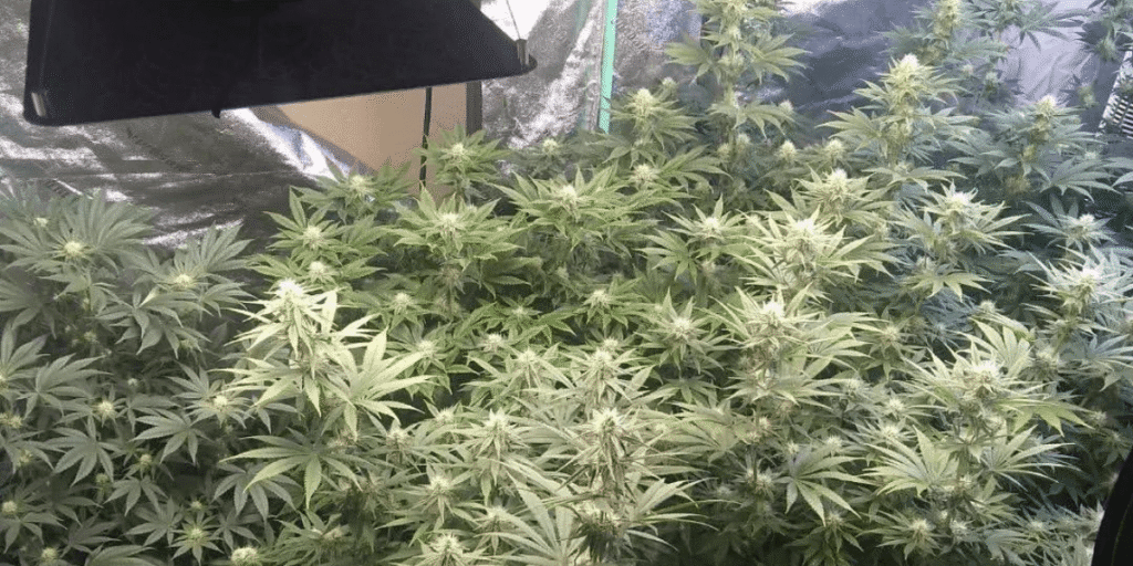 Cannabis training methods using trellis net for improved plant support and growth.