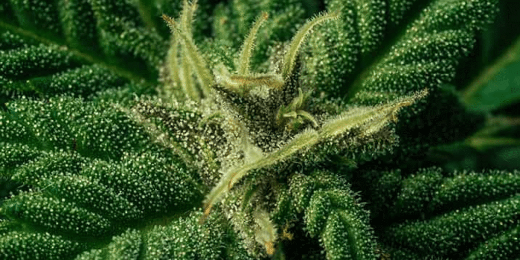 Cannabis vegetative stage with healthy leaf growth and strong stems.