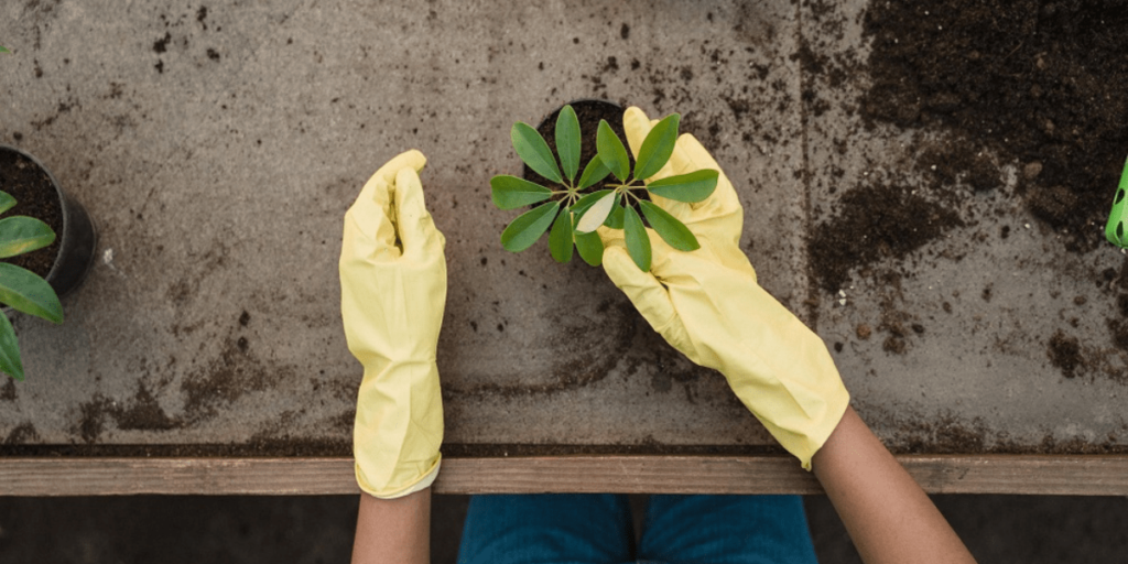 Post-transplant care for cannabis seedlings.