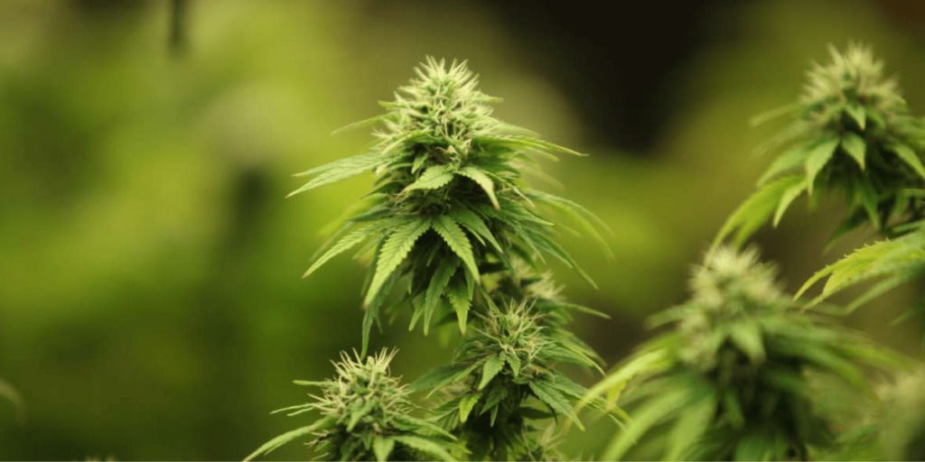 A healthy cannabis plant being showcasing lush growth and proper care.