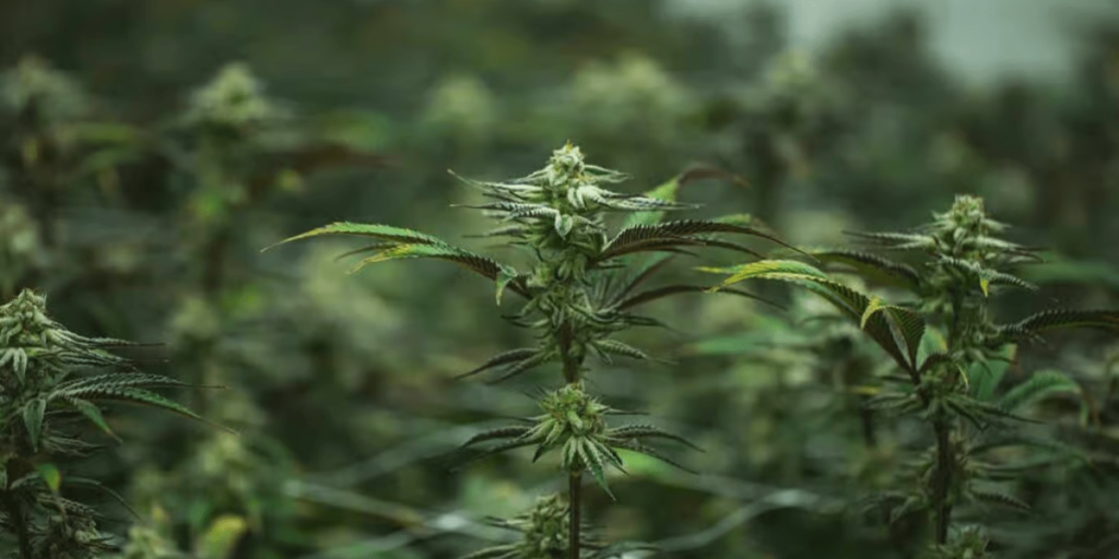Healthy cannabis seedling growing in early stage with vibrant green leaves and strong stem