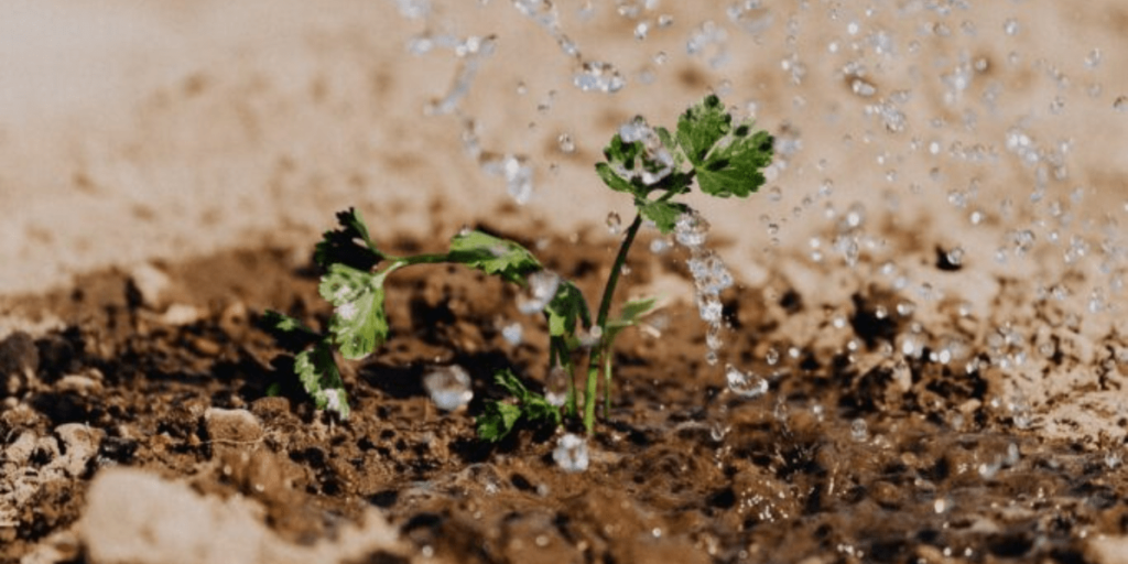 Watering cannabis seedlings before transplanting