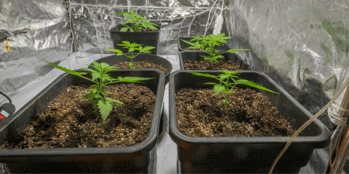 How to Transplant Cannabis Seedlings Correctly? - greenfuturelight.com