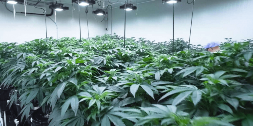 Display of healthy cannabis grown indoors.