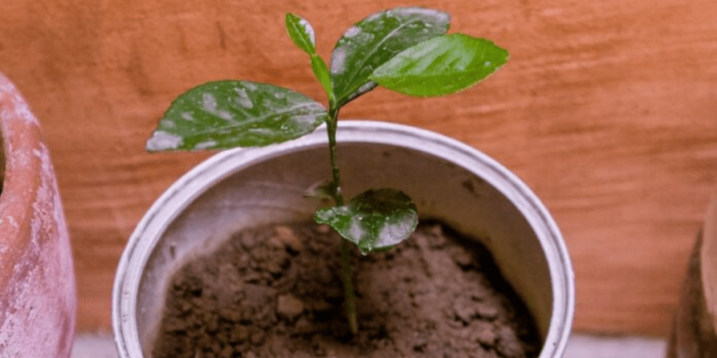 Placing cannabis seedlings into new growing containers.