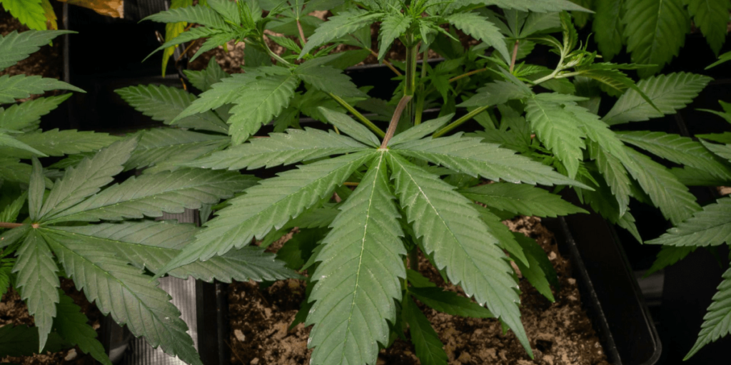 Cannabis grows in Dutch barrels, with nutritious and healthy roots.