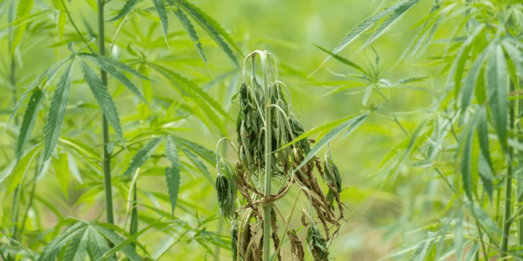 Signs of underwatered cannabis plants with dry soil and drooping leaves.