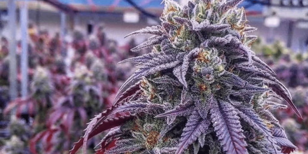 The optimal spacing for cannabis plants under purple light to ensure proper growth.