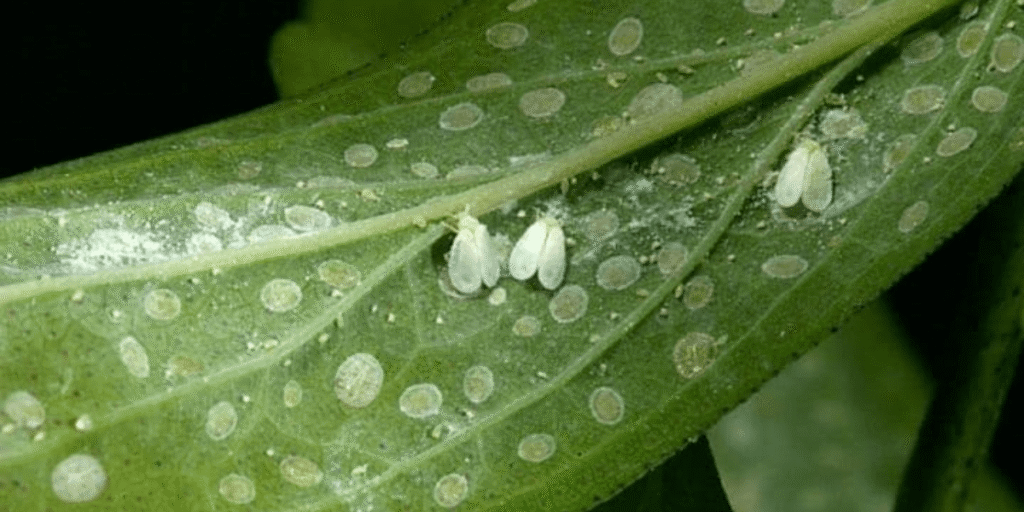 Aphids infestation on cannabis stem showing common pest problem in cannabis growing.