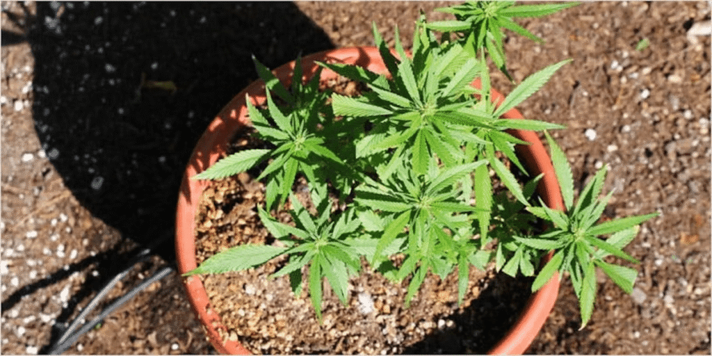 Best plants for cloning, beginner-friendly options for successful propagation.