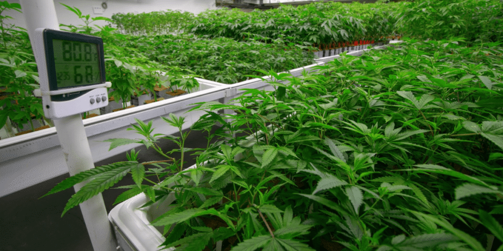 Best time to repot cannabis plants with a complete cloning and soil transplanting guide.