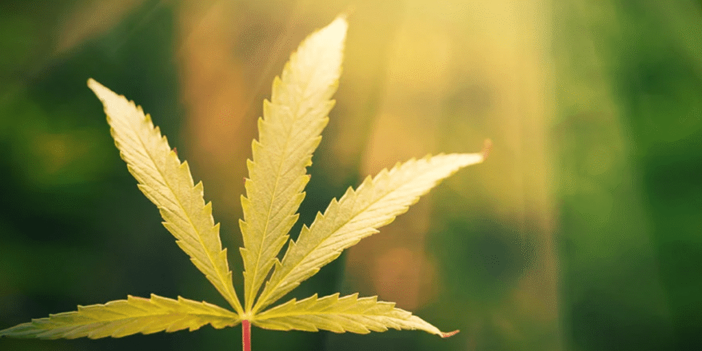Healthy cannabis plant growth with vibrant green leaves in controlled environment.