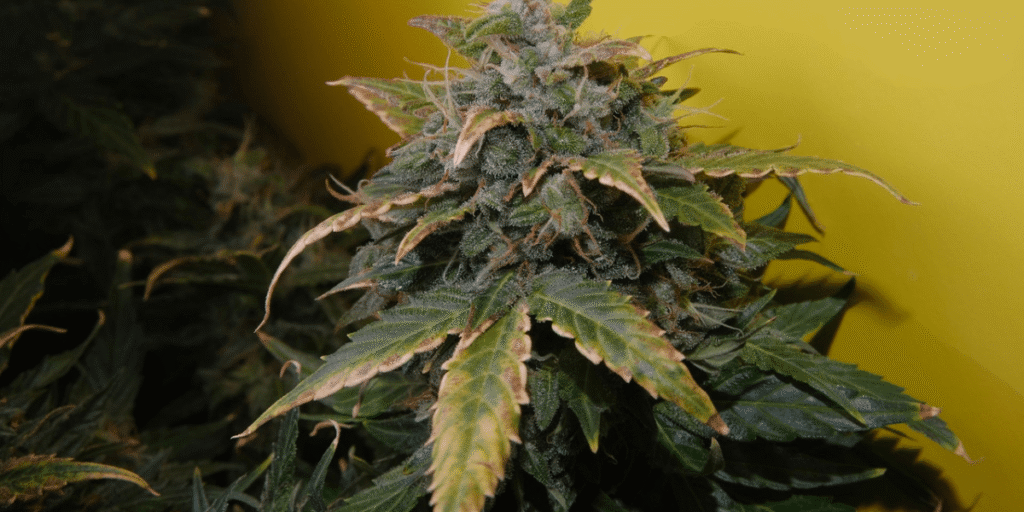 Signs of nutrient deficiency in cannabis clone leaves With Greenfututrelight.