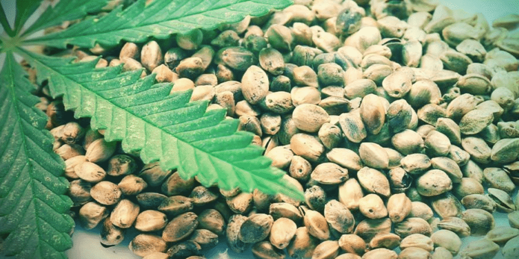Close-up of cannabis clones developing roots in a propagation tray with rockwool cubes and high humidity dome.