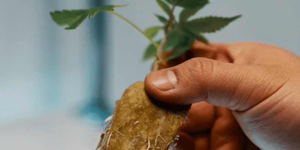 Cannabis clones rooting in rockwool cubes With Greenfututrelight.
