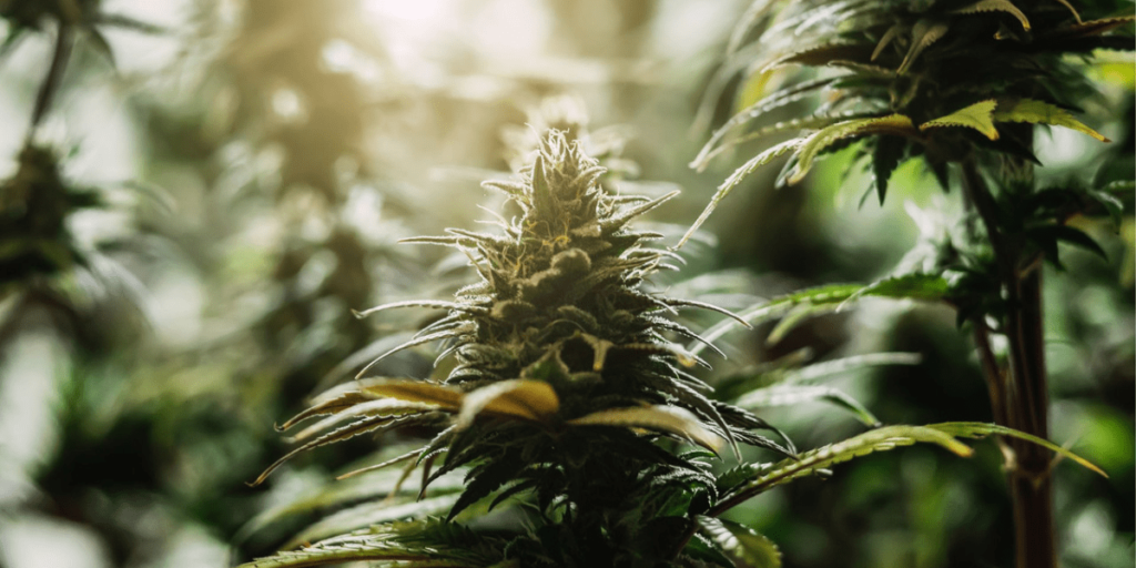 Cannabis gender detection timing for different strains.