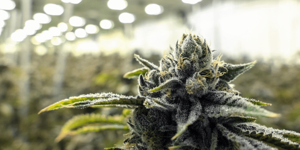 Proper lighting is essential for cannabis growth – Boost your plant’s health with the right light.
