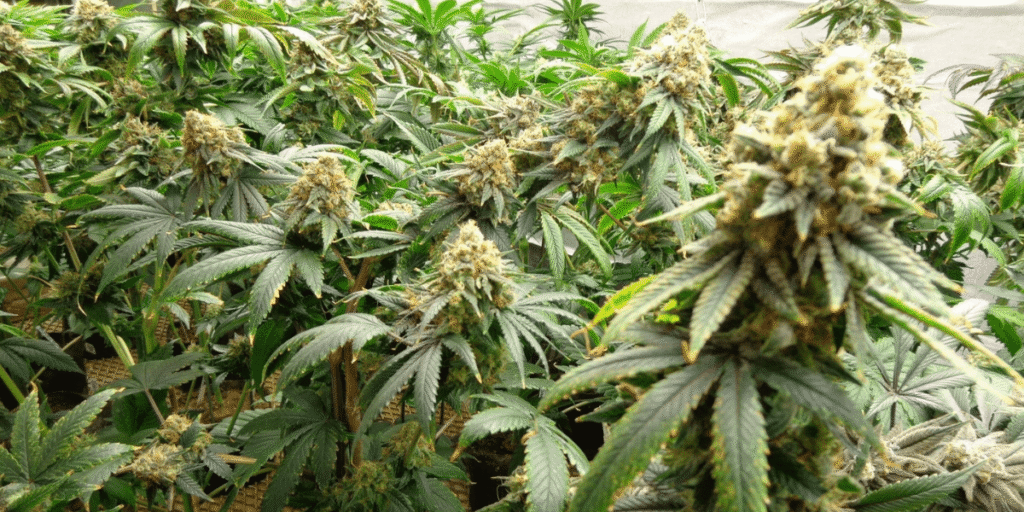 Optimal cannabis light distance during vegetative stage for healthy growth by Greenfuturelight.