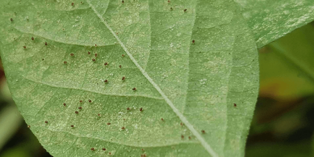 Close-up of a cannabis leaf for identification and cultivation reference.