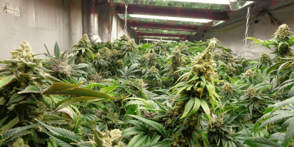 Healthy cannabis plants in vegetative stage with strong leaves and stems by Greenfuturelight.