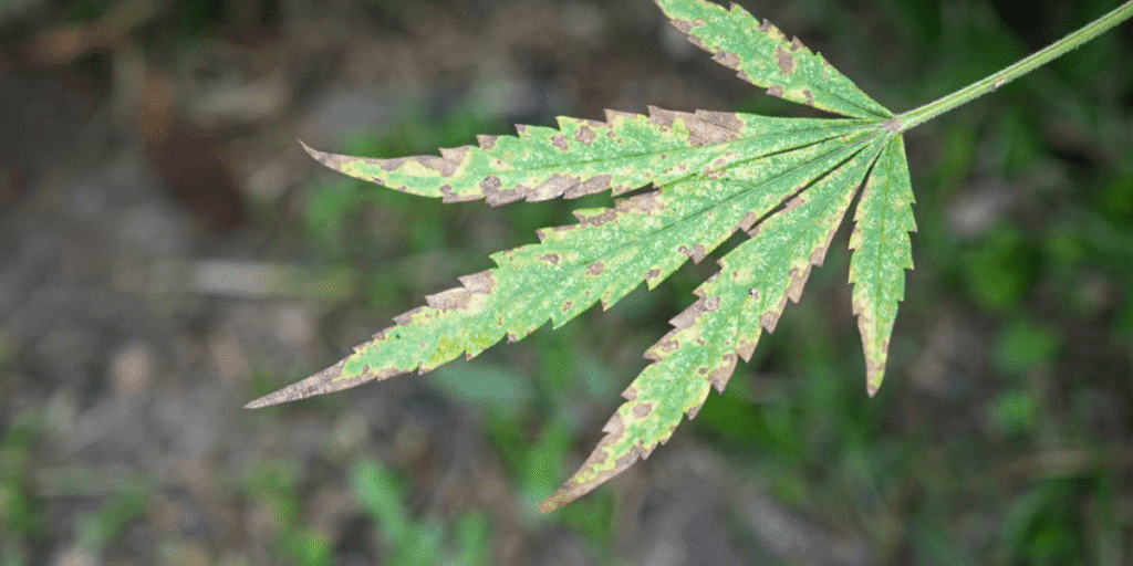 Cannabis pH imbalance symptoms affecting plant health.