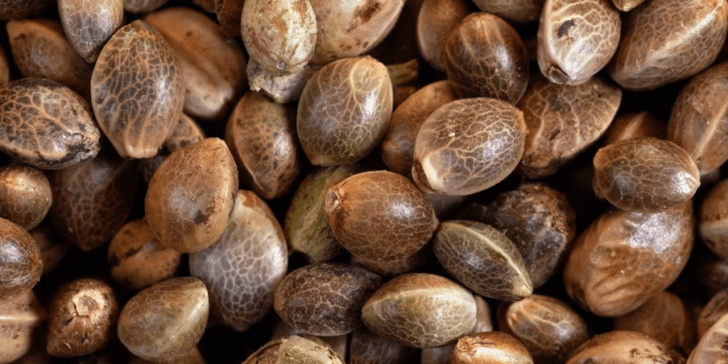 Close-up of cannabis seeds with typical brown speckled appearance, sourced from Greenfuturehydro.