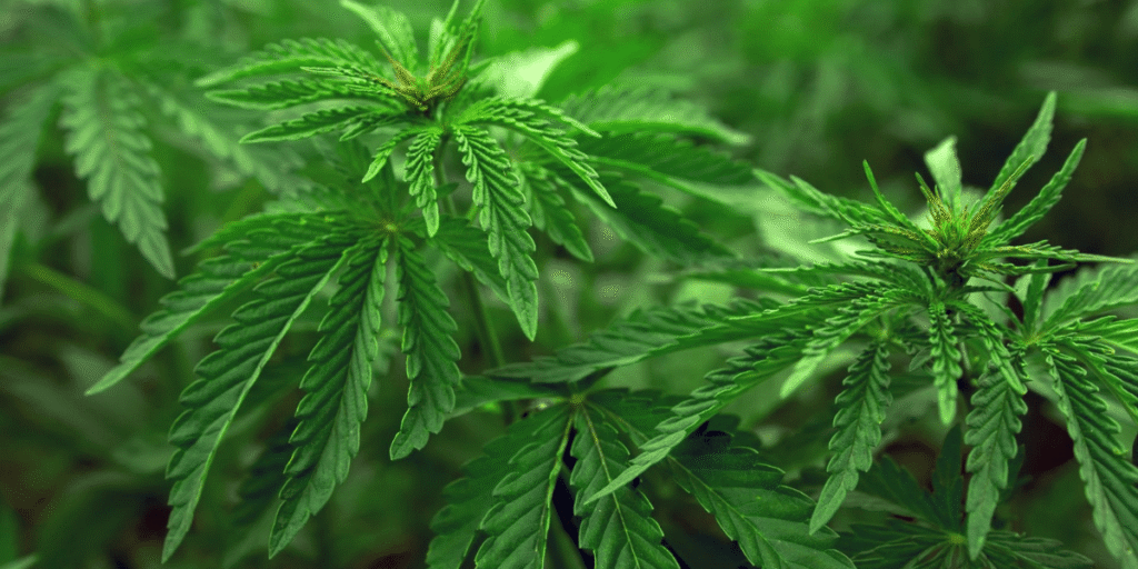 Stretching stems indicate a lack of light – Ensure your cannabis gets enough light.