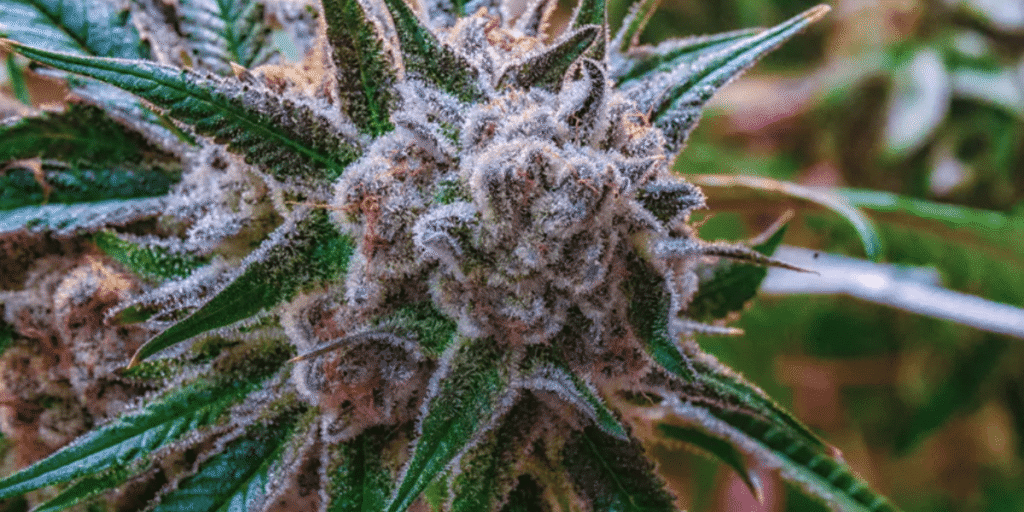 Cannabis trichomes color to determine optimal flushing time.