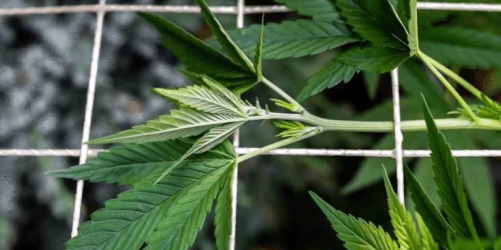 Cannabis buds before and after trimming.