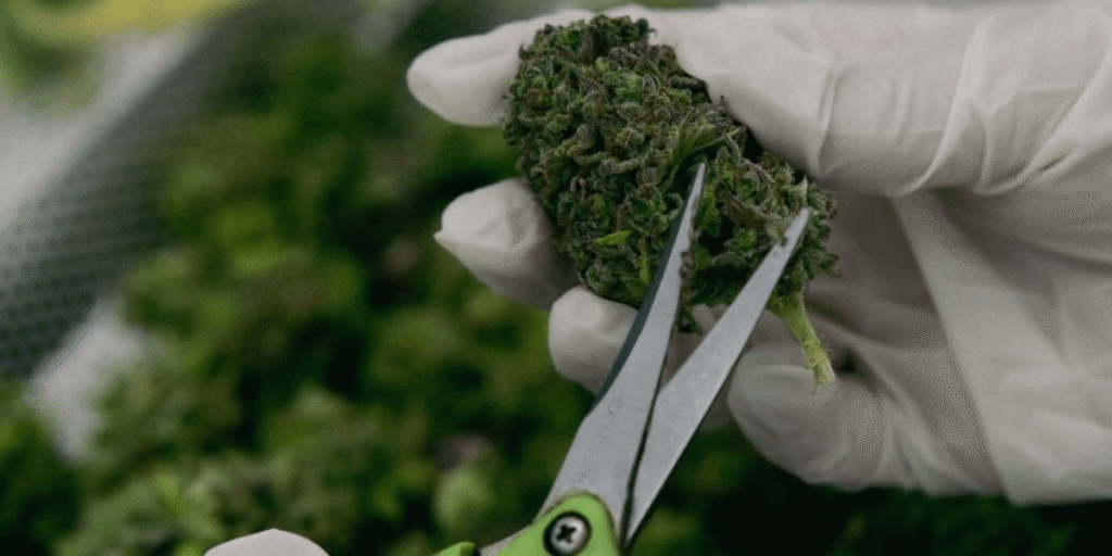 Cannabis trimming during 2025 harvest by Greenfuturelight.