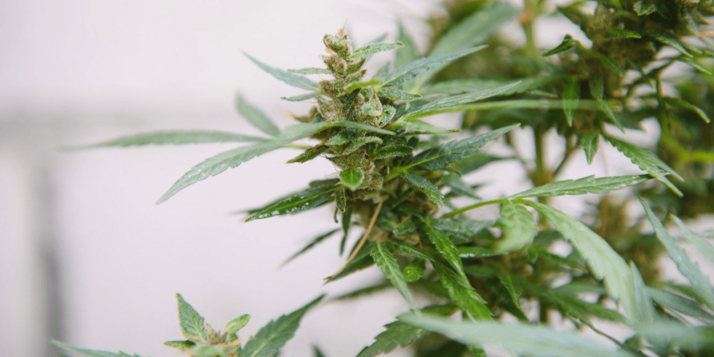 Early techniques to identify cannabis plant gender.