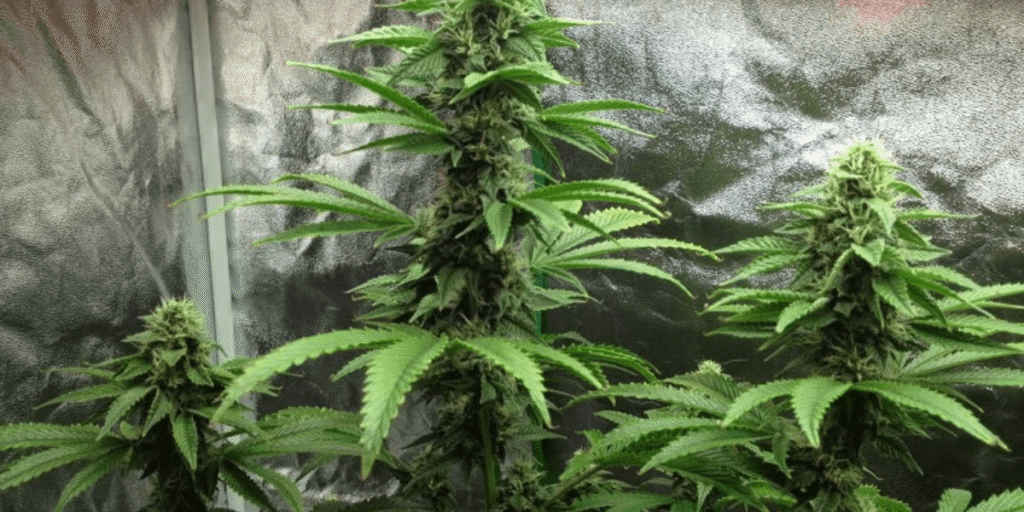 Healthy cuttings from easiest cannabis strains to clone.