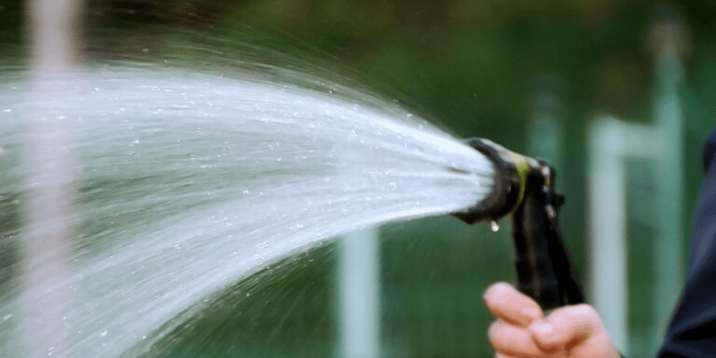 Flushing cannabis plants before harvest with plain water.
