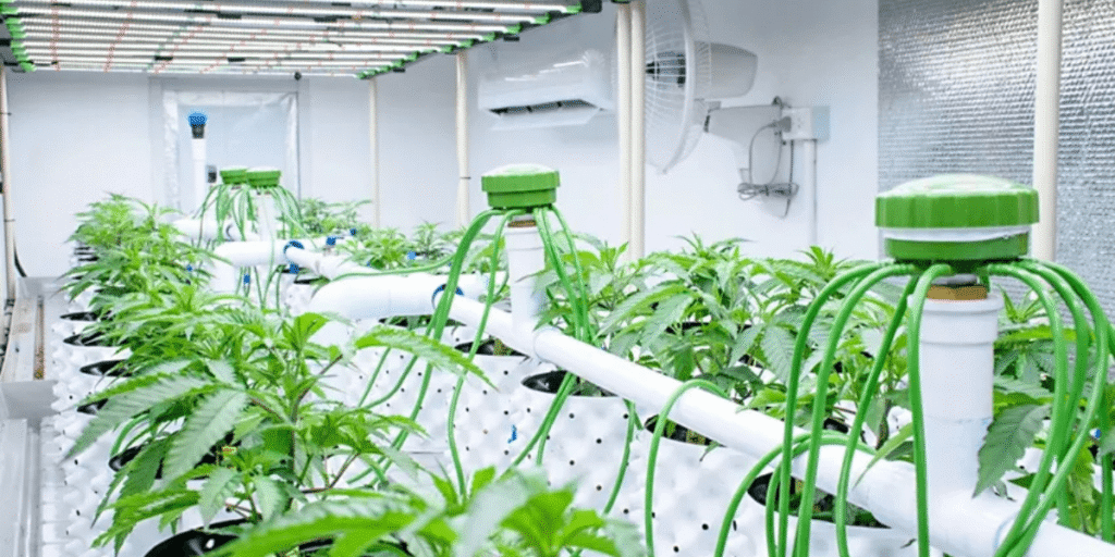 Happy cannabis grower celebrating successful first harvest indoors.