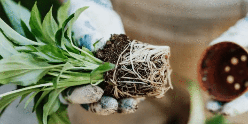 Healthy cannabis roots after repotting for increased yield and vigorous growth.