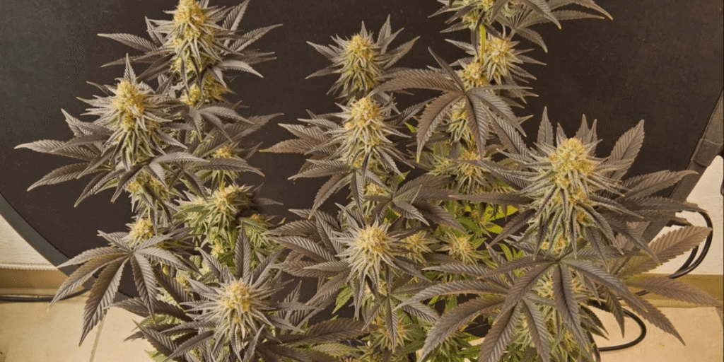 Healthy mother plant used for cannabis cloning — Greenfuturelight