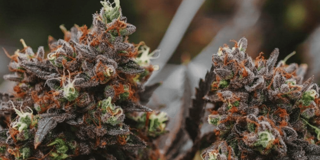 Close-up of healthy trichomes after proper flushing.