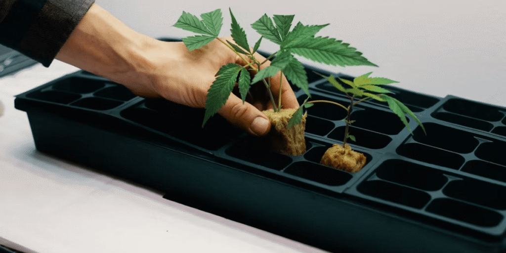 Reviving a wilting cannabis clone with proper care.