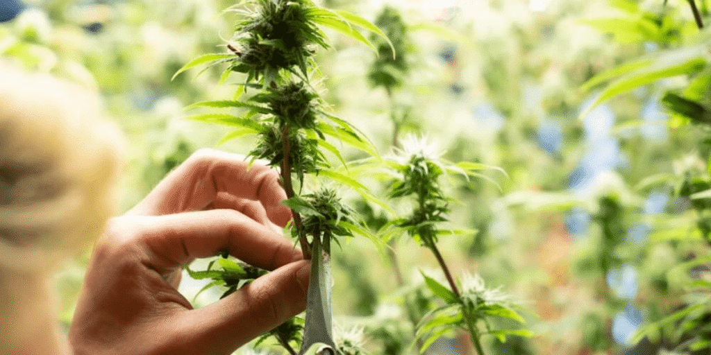 Preparing cannabis plants for flushing before harvest.