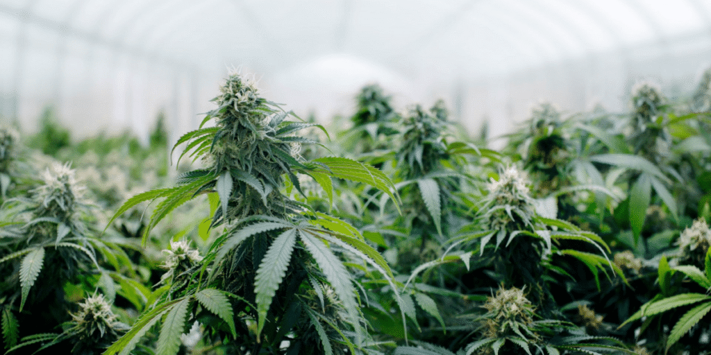 Step-by-step guide to building a hydroponic cannabis setup with Greenfuturelight.