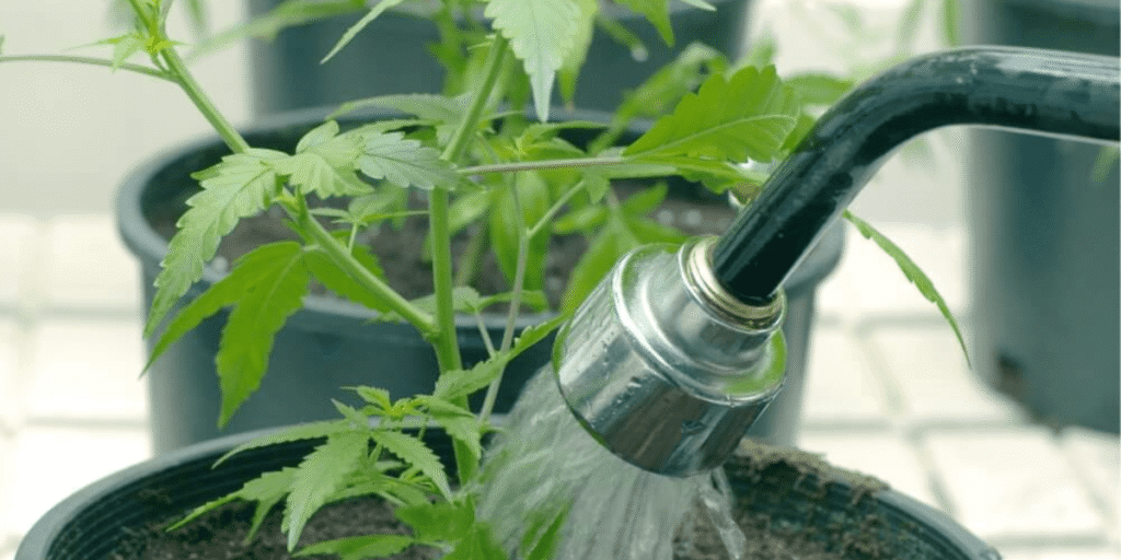 Is Flush Necessary Before Harvest Cannabis?