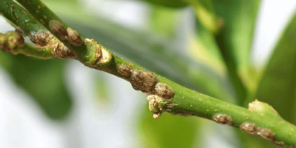 Ladybugs pest control in cannabis grow room for natural aphid management.