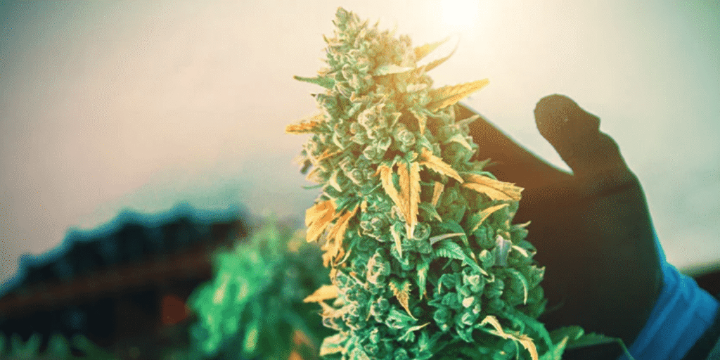 Common mistakes to avoid when growing cannabis clones for healthy plants.