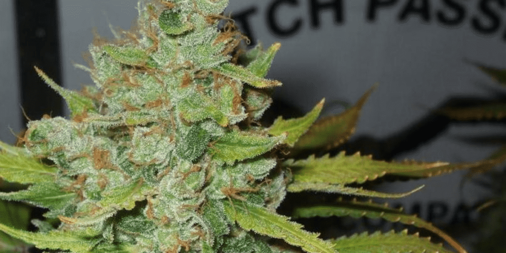 Monitoring cannabis plant health during the flushing process.