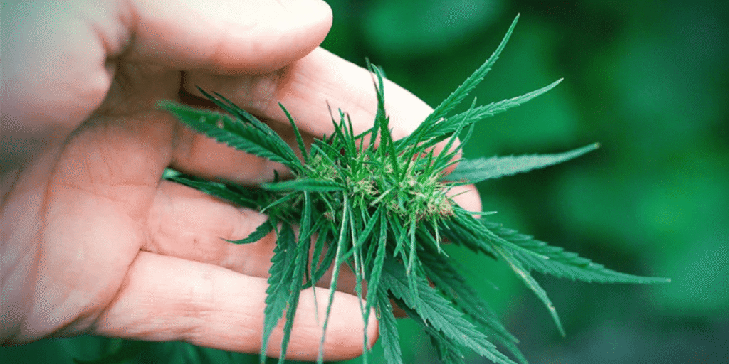Organic Cannabis Seedlings Growing Healthily in Sunlit Soil.