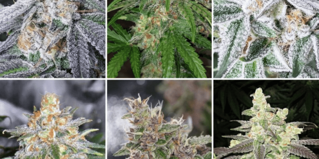 Nutrient buildup on cannabis leaves before flushing.