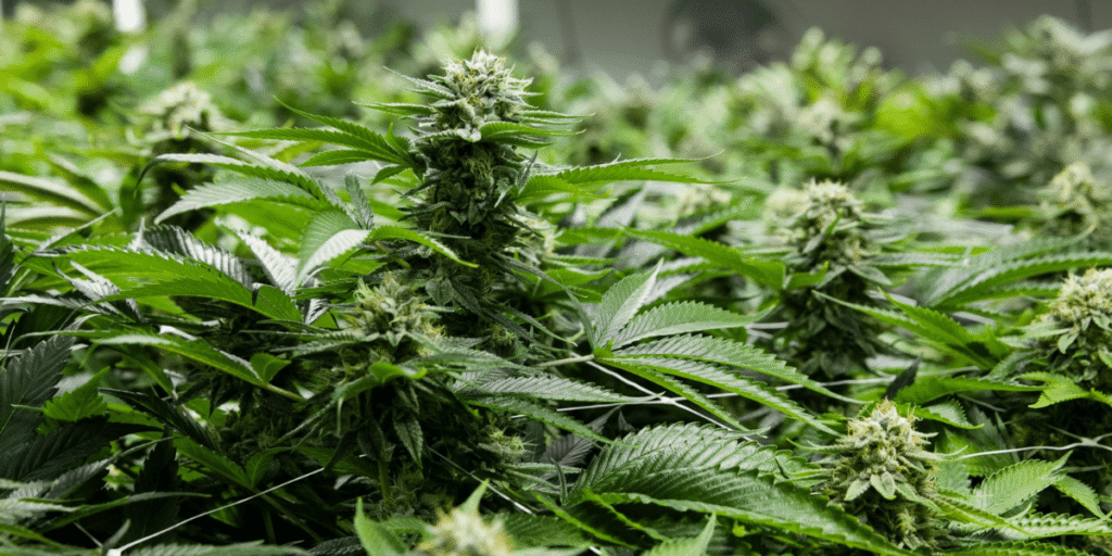 Pruned cannabis plant with healthy new growth.